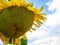 single sunflower blue sky background