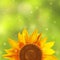 Single sunflower with a blurred green background