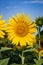 Single sunflower in field in Tuscany, Italy