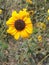 Single sunflower flowing in a kitchen garden