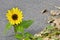 Single Sunflower growing through the sidewalk cracks