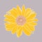 Single sunflower head digital drawing, yellow and terracotta with white outlines on gray background