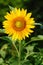 Single sunflower (helianthus annuus)