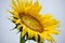 A Single Sunflower looking skyward in Bailey Texas