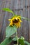 Single sunflower with lowered flower head on wooden fence background
