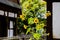 Single sunflower in old farm with houses covered with prussian w