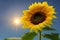 Single sunflower on a stem with green leaves against a blue sunny sky. Generative AI