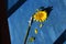 A single sunflower, symbol of Ukraine, on a blue wooden background, its stem tied with medical bandage. Antiwar concept.