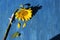 A single sunflower, symbol of Ukraine, on a blue wooden background, its stem tied with medical bandage. Stop the war