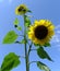 A Single Sunflower Tree against the Blue Sky