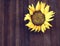 Single sunflower on a woodeen background, close up, yellow beauty