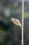 Single sunlit spring bud on bare branch of wisteria