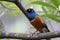 A single Superb Starling bird perched on the branch of a tree