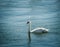 Single swan bird on water surface