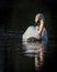 Single swan and cygnet