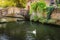 Single swan floating on Brugge canal waters with bridge, Belgium