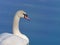 Single swan floating in a clear water