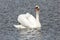 Single swan in the lake swimming isolated