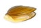 Single swan mussel on white background