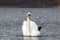 Single swan portrait front view in the lake swimming isolated
