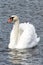 Single swan portrait in the lake swimming isolated