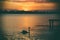 Single swan silhouette against sunset on Lake Wendouree
