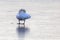 A single swan sits on a frozen lake