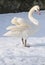 Single swan stay on snow