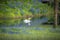 Single Swan in a Texas Pond Surrounded by Bluebonnets