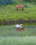Single Swan in a Texas Pond Surrounded by Bluebonnets