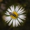 A single sweat bee works on a white daisy