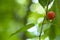 Single sweet cherry with water drops on it