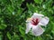 Single sweet white hibiscus rosa sinensis flowers blooming on nature ornamental green leaves background