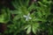 Single Sweet Woodruff white flower on Bedstraw Galium odoratum family Rubiaceae blooming in the meadow macro with bokeh background