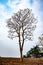 Single of Tabebuia aurea or Tree of Gold or Silver Trumpet Tree growing up on the roadside in countryside of Thailand.