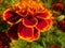 Single Tagetes marigold flower on blurry background