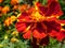 Single Tagetes marigold flower on blurry background