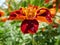 Single Tagetes marigold flower with water droplets