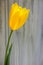 Single tall bright yellow tulip against an abstract gray painted