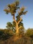 Single tall Cottonwood tree in morning sunshine