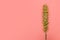 Single tall grass reed against pink background with copy space