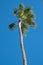 Single tall palm tree in Piazetta Antonio Panzera in centre of the historic baroque city of Lecce in Puglia Italy.