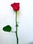 Single tall red rose flower with green leaf against white wall background