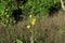 A single, tall stalk of a yellow, Bearded Iris, with flowers and buds growing admist tall grasses in a field in the summer