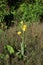 A single, tall stalk of a yellow, Bearded Iris, with flowers and buds growing admist tall grasses in a field in Wisconsin