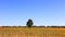 Single tall tree in the middle of Soy fields