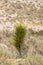 Single tall Yucca plant in the Mojave desert