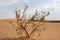 Single tamarix tree in Dasht-e Kavir desert, Iran.