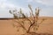 Single tamarix tree in Dasht-e Kavir desert, Iran.