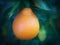 A Single Tangelo hanging from a living citrus tree